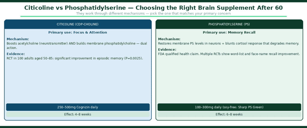 Side-by-side comparison of citicoline vs phosphatidylserine for adults over 60 — citicoline shown targeting acetylcholine and membrane phosphatidylcholine for focus and attention, phosphatidylserine shown restoring membrane PS levels and blunting cortisol for memory recall, with doses and time to effect for each