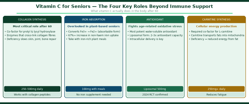 Four-column diagram showing vitamin C roles for seniors beyond immune support — collagen synthesis as most critical role after 60 with vitamin C as co-factor for prolyl and lysyl hydroxylase enzymes that cross-link collagen fibres at 250-500mg daily, iron absorption showing 67% increase in non-haem iron uptake by converting Fe3+ to Fe2+ at 100mg with meals, antioxidant protection with liposomal form delivering 2-3x antioxidant capacity confirmed in 2024 RCT, and carnitine synthesis for cellular energy production requiring vitamin C as co-factor at 250mg daily to reduce fatigue