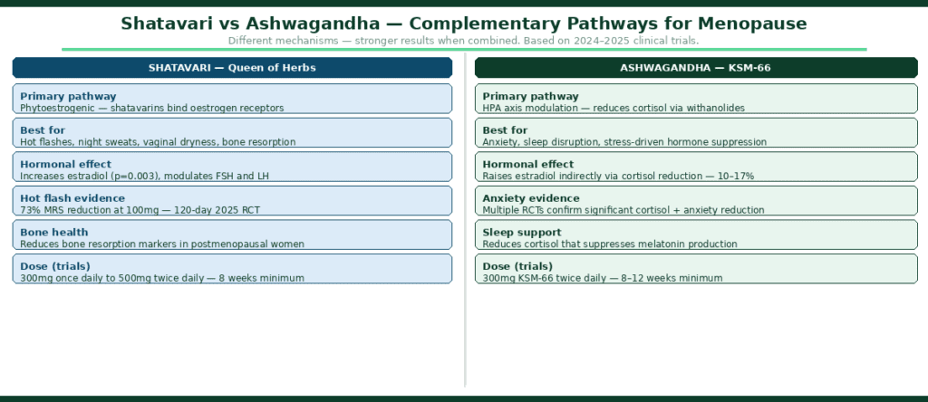Split comparison diagram showing shatavari vs ashwagandha as complementary pathways for menopause — left panel shows shatavari working via phytoestrogenic pathway with shatavarins binding oestrogen receptors, best for hot flashes night sweats vaginal dryness and bone resorption, increasing estradiol p equals 0.003, with 73% MRS reduction at 100mg in 120-day 2025 RCT, dose 300mg once daily to 500mg twice daily — right panel shows ashwagandha KSM-66 working via HPA axis modulation reducing cortisol via withanolides, best for anxiety sleep disruption and stress-driven hormone suppression, raising estradiol indirectly 10-17% via cortisol reduction, dose 300mg twice daily 8-12 weeks minimum