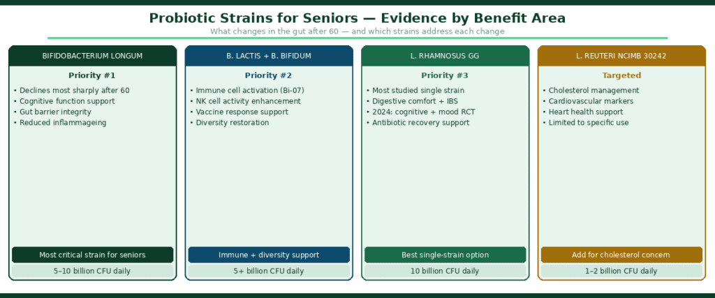 Four-column diagram ranking probiotic strains for seniors by evidence — Bifidobacterium longum as priority one declining most sharply after 60 with cognitive function and gut barrier benefits at 5-10 billion CFU, B. lactis plus B. bifidum as priority two for immune cell activation and diversity restoration at 5+ billion CFU, Lactobacillus rhamnosus GG as priority three as most studied single strain for digestive comfort and 2024 cognitive RCT at 10 billion CFU, and L. reuteri NCIMB 30242 as targeted option for cholesterol management