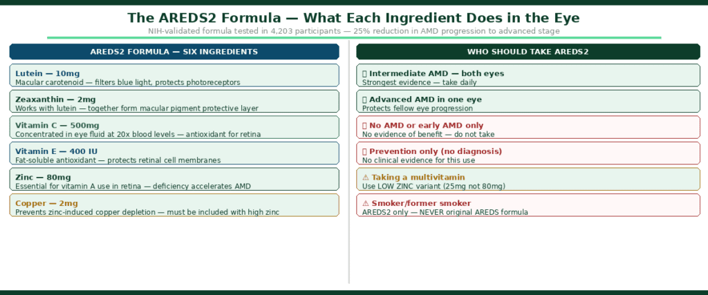 Split diagram showing the AREDS2 formula six ingredients and who should take it — left panel lists lutein 10mg as macular carotenoid filtering blue light, zeaxanthin 2mg working with lutein to form protective macular pigment, vitamin C 500mg concentrated in eye fluid at 20 times blood levels, vitamin E 400 IU protecting retinal cell membranes, zinc 80mg essential for vitamin A use in retina, and copper 2mg preventing zinc-induced copper depletion — right panel shows who should take AREDS2 with green checkmarks for intermediate AMD both eyes and advanced AMD one eye, red warnings for no AMD or prevention use only, amber caution for multivitamin users to use low zinc variant, and red warning for smokers and former smokers to use AREDS2 never original AREDS formula