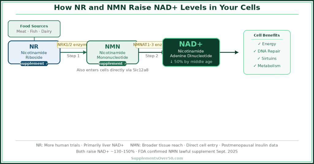 NR and NMN to NAD+ pathway diagram — how supplements raise NAD+ levels