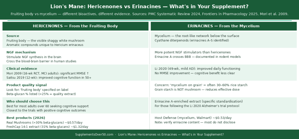 Two-column comparison table contrasting hericenones from the fruiting body with erinacines from the mycelium — showing bioactive compounds, NGF mechanism, clinical evidence, and what to look for on the product label.