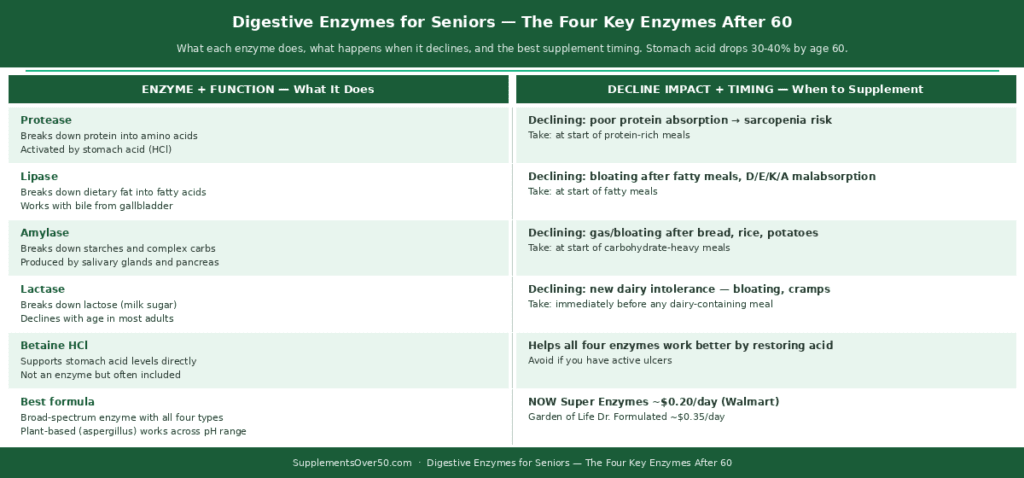 Four-column comparison table showing four key digestive enzymes for seniors — protease, lipase, amylase, and lactase — with their function, what happens without them, and best food sources and supplement timing.