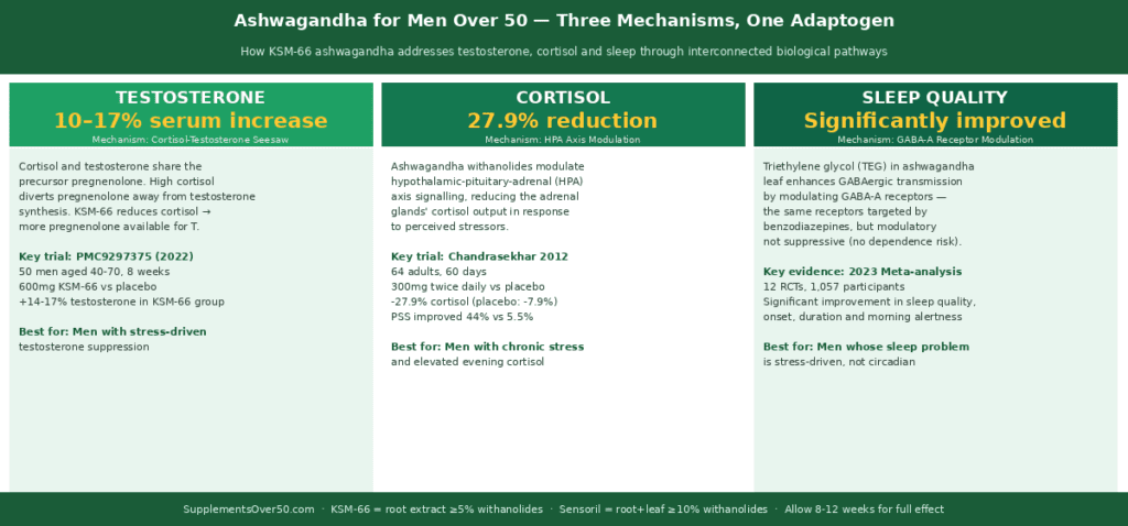 Three-column comparison diagram showing ashwagandha's three mechanisms for men over 50 — cortisol reduction via HPA axis modulation (27.9% reduction, Chandrasekhar 2012), testosterone support via cortisol-testosterone seesaw (10-17% serum testosterone improvement), and sleep quality via GABA-A receptor modulation (2023 meta-analysis of 12 RCTs confirming improved onset, quality and morning alertness). 