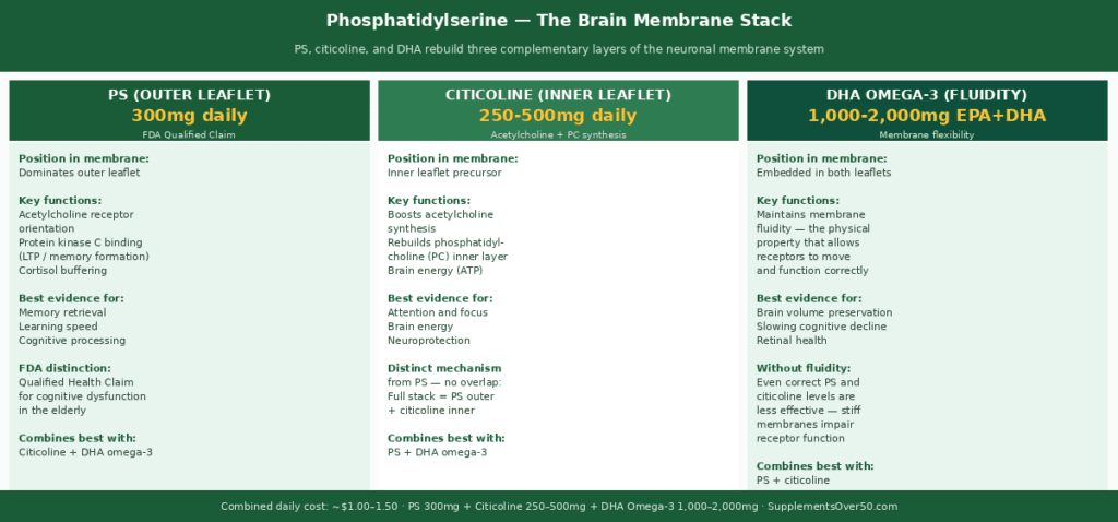 Three-panel diagram showing phosphatidylserine's mechanisms in the aging brain — left panel: neuron membrane cross-section showing PS position on outer leaflet and how it declines with age; centre panel: acetylcholine receptor orientation maintained by PS electrostatic environment; right panel: the PS-citicoline-DHA combination stack showing complementary membrane rebuilding from three angles with RCT evidence citations.