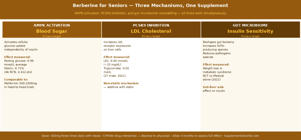 berberine supplement for seniors - Three-column mechanism diagram showing berberine's actions — left column: AMPK activation (Complex I mild inhibition → AMP:ATP ratio shift → AMPK activation → GLUT4 surface translocation → insulin-independent glucose uptake → fasting glucose -0.99 mmol/L average across 46 RCTs); centre column: PCSK9 inhibition (berberine reduces PCSK9 transcription → more LDL receptors survive on hepatocytes → increased LDL clearance from blood → LDL -0.65 mmol/L average across 27 trials); right column: gut microbiome (inhibits pathogenic gram-negative bacteria → reduces endotoxin/LPS leakage → increases beneficial SCFA producers → improved GLP-1 secretion → reduced hepatic gluconeogenesis → insulin sensitivity improvement). Footer: Always disclose to physician — significant CYP3A4 drug interaction risk.