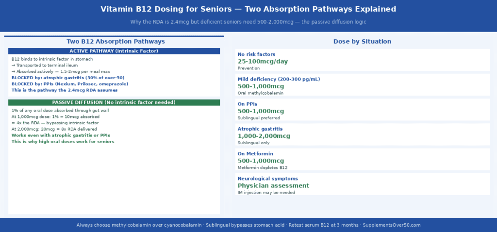 Vitamin B12 Dosage Seniors - Split-panel diagram — left panel shows two B12 absorption pathways: Active pathway (B12 released from food by stomach acid → binds intrinsic factor in stomach → B12-IF complex travels to terminal ileum → absorbed by cubilin receptors → this pathway blocked by atrophic gastritis and PPIs); Passive diffusion pathway (1% of any oral dose absorbed directly through gut wall without intrinsic factor → at 1,000mcg dose: 10mcg absorbed = 4x RDA → works even with atrophic gastritis or PPIs). Right panel shows dosing by situation table (no risk factors 25-100mcg, mild deficiency 500-1,000mcg, on PPIs 500-1,000mcg sublingual, atrophic gastritis 1,000-2,000mcg sublingual, on metformin 500-1,000mcg, neurological symptoms physician assessment). 